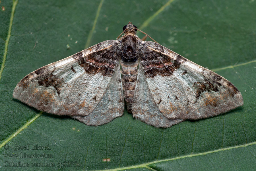 Royal Mantle Piadivka bučinová Catarhoe cuculata