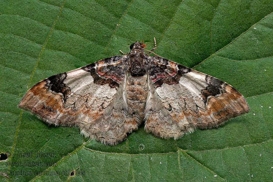 Catarhoe cuculata