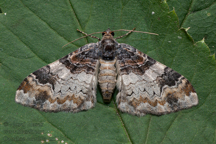 Catarhoe cuculata