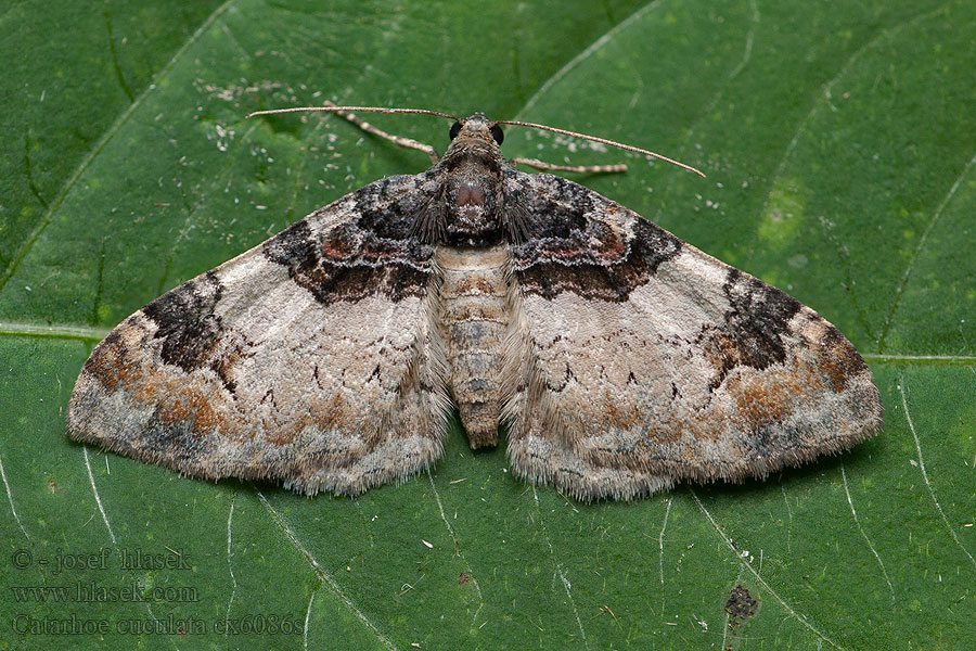 Catarhoe cuculata