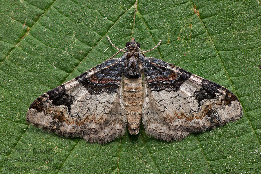 Catarhoe cuculata