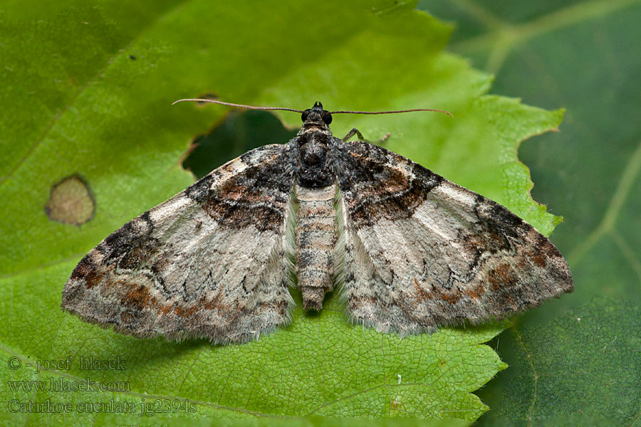 Píďalka hnědoskvrnná Buchenbergwald-Labkraut-Blattspanner Catarhoe cuculata