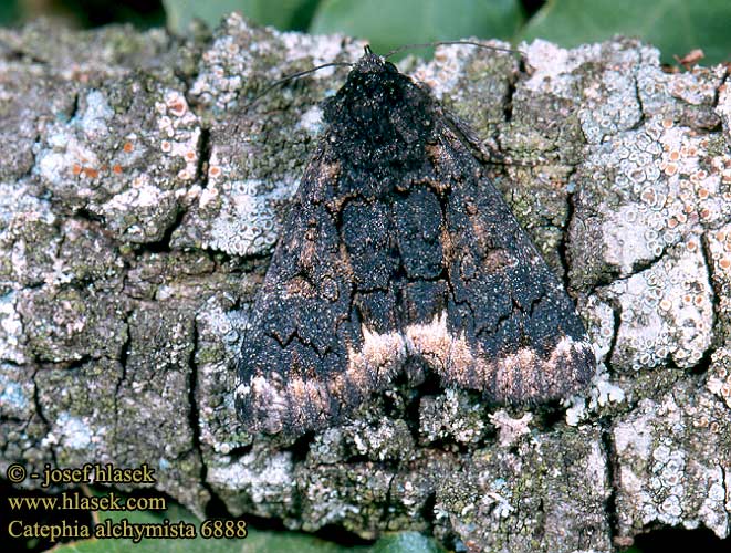 Catephia alchymista Alchymist Weißes Ordensband Hnědopáska alchymista