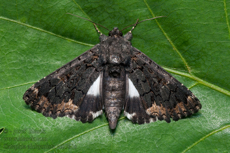 Hnědopáska alchymista Wit weeskind Catephia alchymista