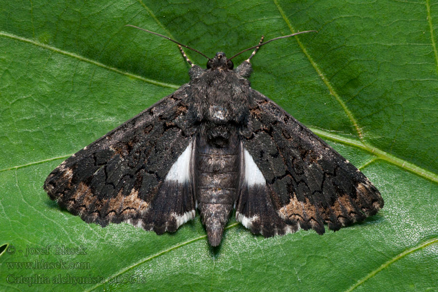 Hnědopáska alchymista Wit weeskind Catephia alchymista