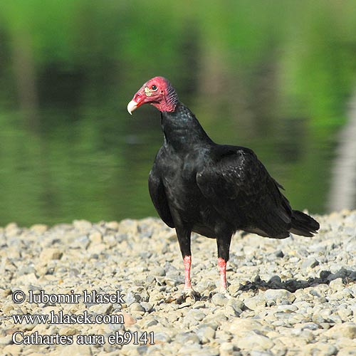 Cathartes aura Turkey Vulture Kondor krocanovitý Truthahngeier Kalkungrib Aura Gallipavo Jote cabeza colorada Zopilote cabecirrojo Aura Cabecirroja Tiñosa Cuervo cabeza roja Kalkkunakondori Urubu tête rouge Vautour Catharte aura Avvoltoio collorosso ヒメコンドル Kalkoengier Sępnik różowogłowy Urubu Urubu-de-cabeça-vermelha Гриф-индейка катарта-индейка Kalkongam Канюк-мышалоў Пуйков лешояд Kalkunkondor עקב חורף Kurkinis grifas Kondor morkovitý Hindi Akbabası Şahin