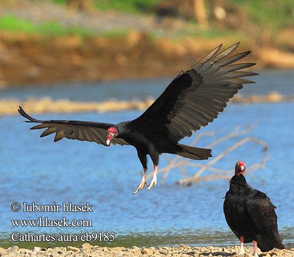 Aura Gallipavo Jote cabeza colorada Zopilote cabecirrojo Aura Cabecirroja Tiñosa Cuervo cabeza roja Kalkkunakondori Urubu tête rouge Vautour Catharte aura Avvoltoio collorosso ヒメコンドル Kalkoengier Sępnik różowogłowy Urubu Urubu-de-cabeça-vermelha Гриф-индейка катарта-индейка Kalkongam Канюк-мышалоў Пуйков лешояд Kalkunkondor עקב חורף Kurkinis grifas Kondor morkovitý Hindi Akbabası Şahin Cathartes aura Turkey Vulture Kondor krocanovitý Truthahngeier Kalkungrib