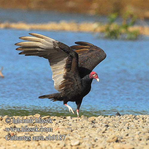 Kalkkunakondori Urubu tête rouge Vautour Catharte aura Avvoltoio collorosso ヒメコンドル Kalkoengier Sępnik różowogłowy Urubu Urubu-de-cabeça-vermelha Гриф-индейка катарта-индейка Kalkongam Канюк-мышалоў Пуйков лешояд Kalkunkondor עקב חורף Kurkinis grifas Kondor morkovitý Hindi Akbabası Şahin Cathartes aura Turkey Vulture Kondor krocanovitý Truthahngeier Kalkungrib Aura Gallipavo Jote cabeza colorada Zopilote cabecirrojo Aura Cabecirroja Tiñosa Cuervo cabeza roja