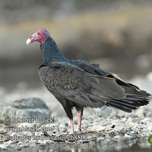 Cathartes burrovianus Kondor menší Lesser Yellow-headed Vulture Urubu tête jaune Kleine geelkopgier Aura sabanera Jote Cabeza Amarilla 小黄头美洲鹫 Gulhovedet grib Pikkukondori Avvoltoio testagialla minore キガシラコンドル Sárgafejű keselyű Kleiner Gelbkopfgeier Myrkondor Sepnik pstroglowy Urubu Малая желтоголовая катарта Kondor modrohlavý Zopilote cabecigualdo