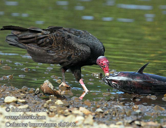 Sepnik pstroglowy Urubu Малая желтоголовая катарта Kondor modrohlavý Zopilote cabecigualdo Cathartes burrovianus Kondor menší Lesser Yellow-headed Vulture Urubu tête jaune Kleine geelkopgier Aura sabanera Jote Cabeza Amarilla 小黄头美洲鹫 Gulhovedet grib Pikkukondori Avvoltoio testagialla minore キガシラコンドル Sárgafejű keselyű Kleiner Gelbkopfgeier Myrkondor