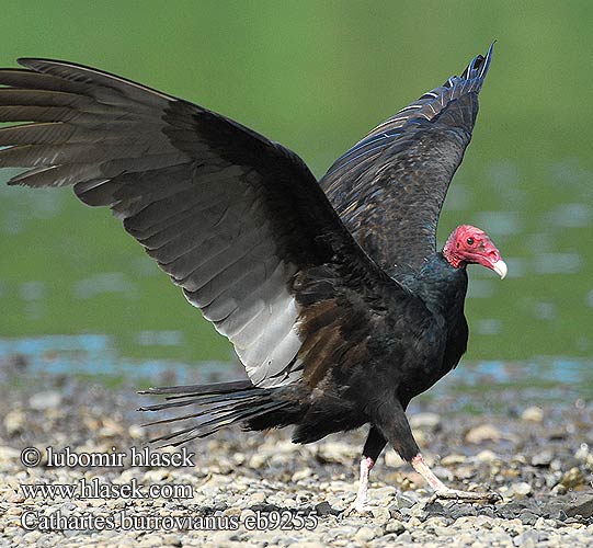 Kondor modrohlavý Zopilote cabecigualdo Cathartes burrovianus Kondor menší Lesser Yellow-headed Vulture Urubu tête jaune Kleine geelkopgier Aura sabanera Jote Cabeza Amarilla 小黄头美洲鹫 Gulhovedet grib Pikkukondori Avvoltoio testagialla minore キガシラコンドル Sárgafejű keselyű Kleiner Gelbkopfgeier Myrkondor Sepnik pstroglowy Urubu Малая желтоголовая катарта