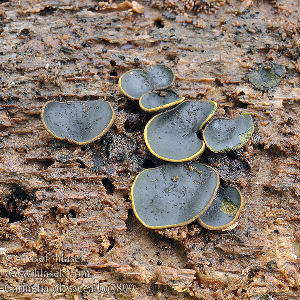 Catinella_olivacea_bo7899