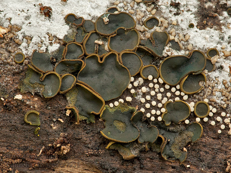 Ploskovička olivová Catinella olivacea