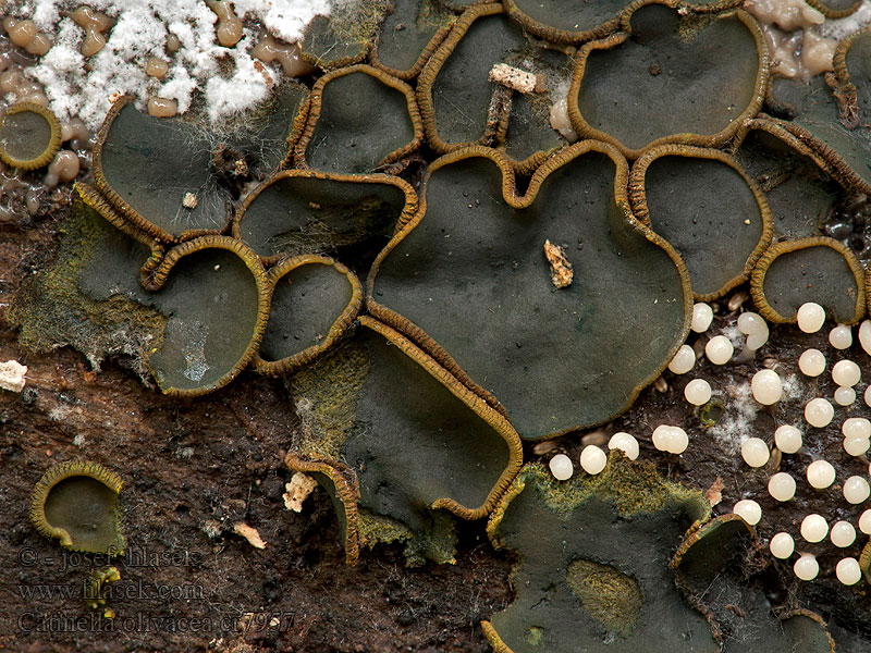 Olivfarbenes Kelchbecherchen Catinella olivacea