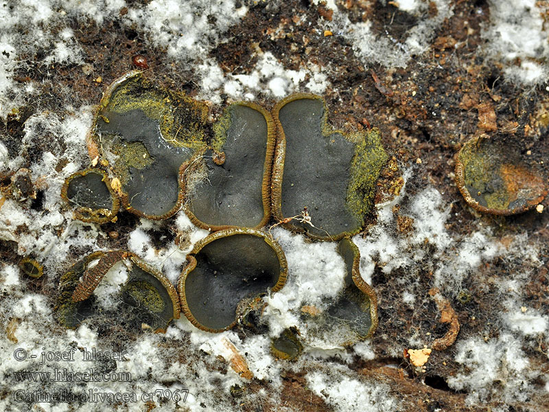 Olijfschijfzwam Katinelka olivová Catinella olivacea