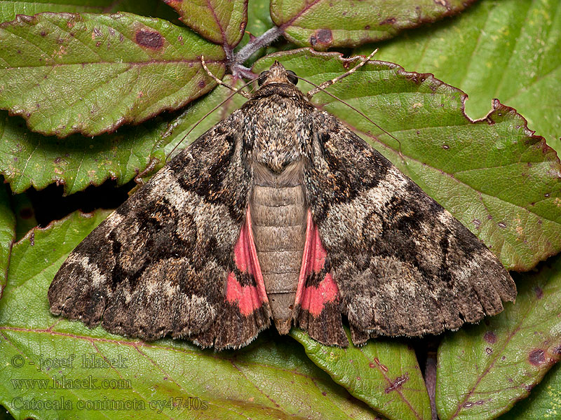 Catocala coniuncta Minsmere Crimson Underwing Conjointe