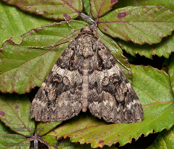 Minsmere Crimson Underwing Conjointe Catocala coniuncta