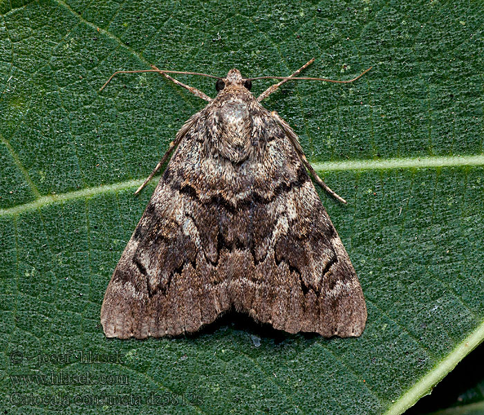 Minsmere Crimson Underwing Conjointe Catocala coniuncta