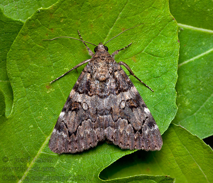 Catocala coniuncta