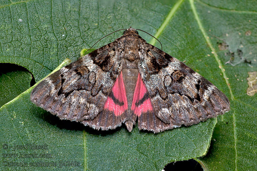 Catocala coniuncta