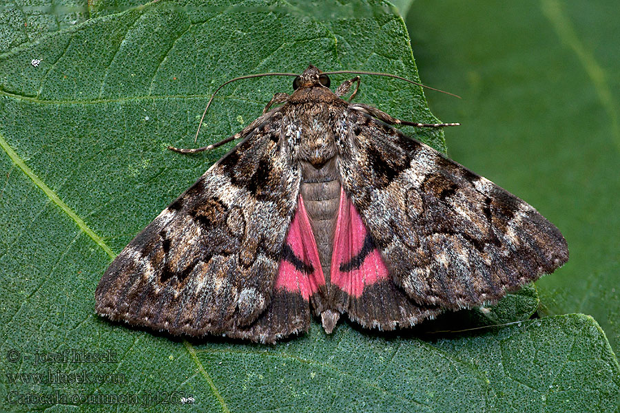 Catocala coniuncta