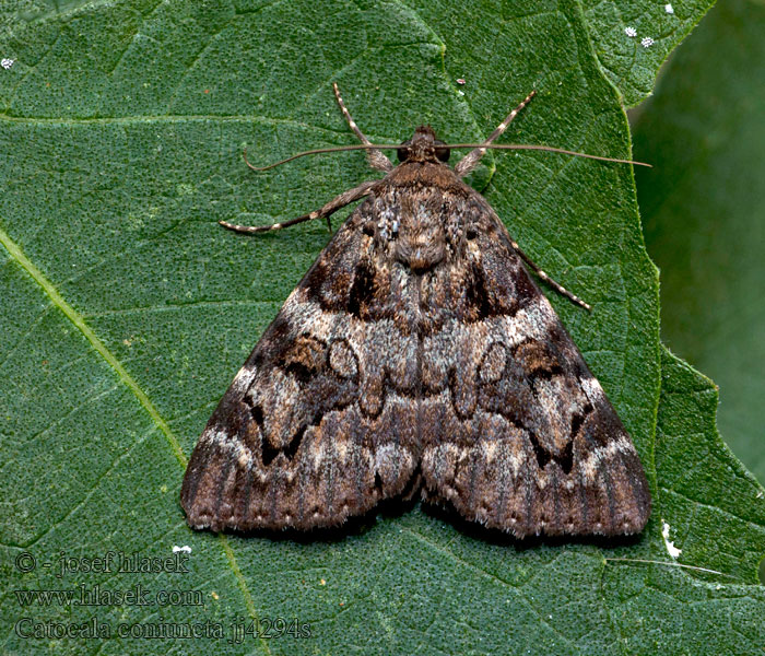 Underwing Conjointe Catocala coniuncta