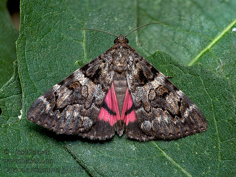 Minsmere Crimson Underwing Conjointe Catocala coniuncta