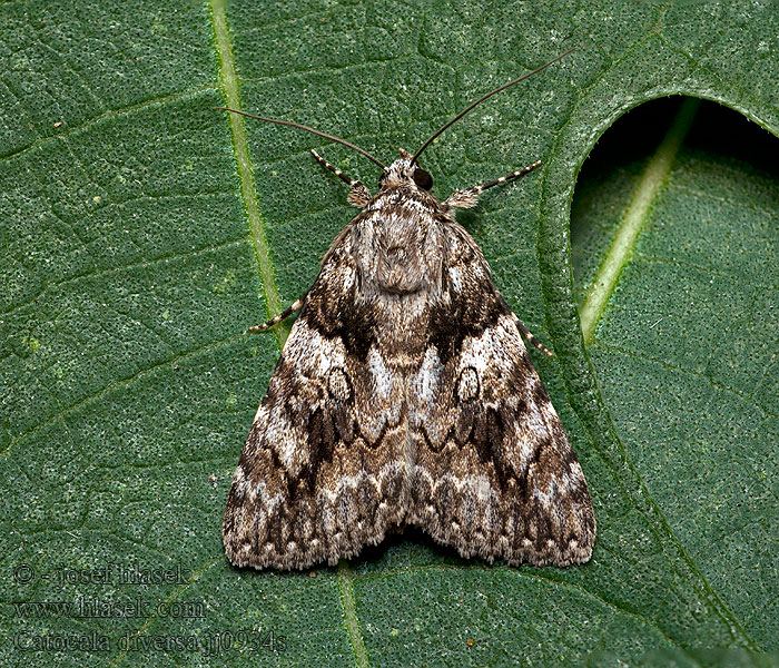 Catocala diversa