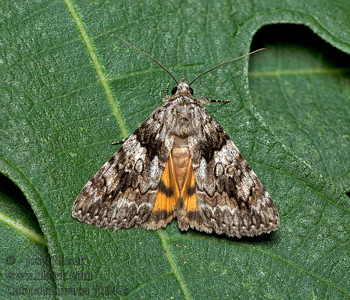 Catocala diversa