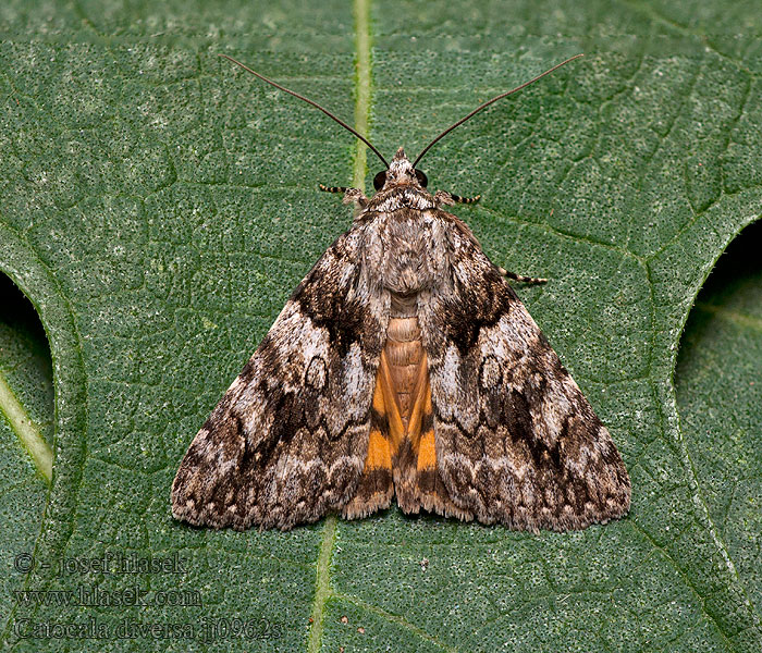 Catocala diversa