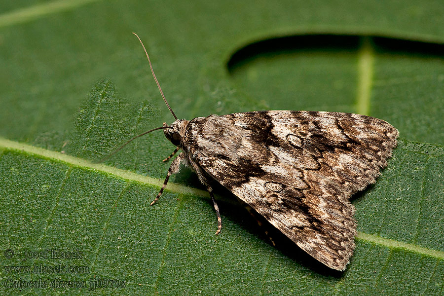 Stuzkavec maly Catocala diversa