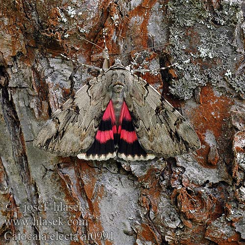 Catocala electa Carmín de los sauces 회색붉은뒷날개나방 ベニシタバ Ленточница ивовая Stružkavec vŕbový Rosy Underwing Weidenkarmin Wilgenweeskind Wstęgówka wybrana