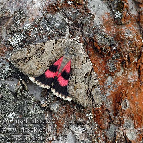 Catocala electa 회색붉은뒷날개나방 ベニシタバ Ленточница ивовая Stružkavec vŕbový Rosy Underwing Weidenkarmin Wilgenweeskind Wstęgówka wybrana