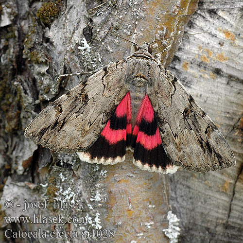 Catocala electa ベニシタバ Ленточница ивовая Stružkavec vŕbový Rosy Underwing Weidenkarmin Wilgenweeskind Wstęgówka wybrana