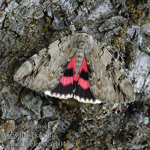 Catocala electa Stužkonoska vrbová Ленточница ивовая Stružkavec vŕbový Rosy Underwing Weidenkarmin Wilgenweeskind Wstęgówka wybrana Carmín de los sauces 회색붉은뒷날개나방 ベニシタバ