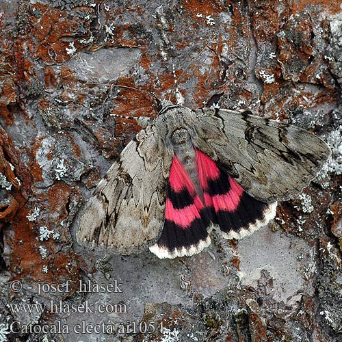 Catocala electa Ленточница ивовая Stružkavec vŕbový Rosy Underwing Weidenkarmin Wilgenweeskind Wstęgówka wybrana Carmín de los sauces 회색붉은뒷날개나방 ベニシタバ