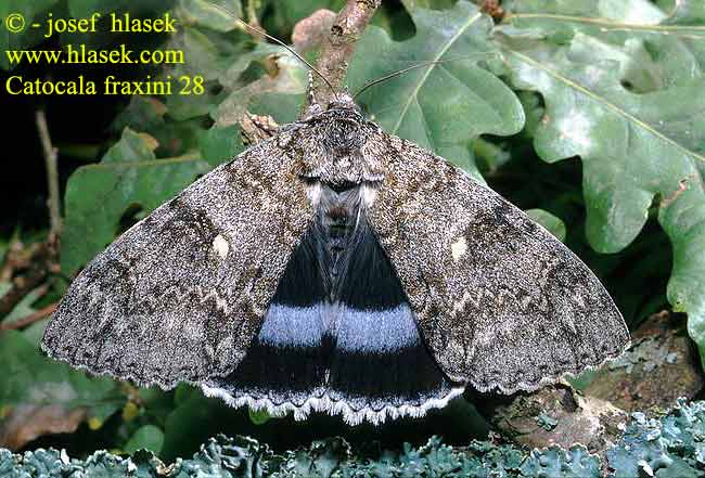 Catocala fraxini Clifden Nonpareil Blaues Ordensband Lichenée bleue