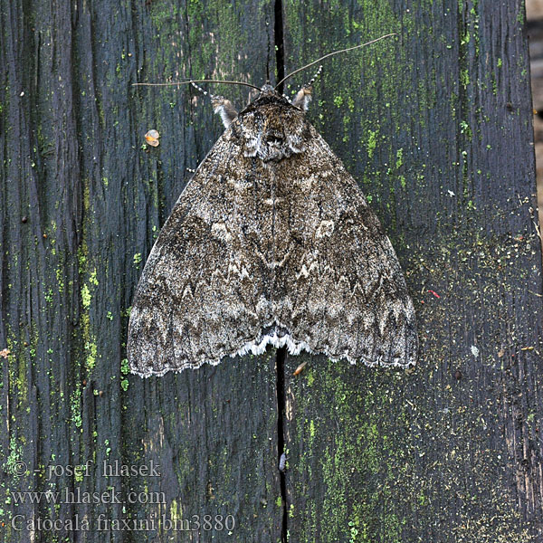 Clifden Nonpareil Blaues Ordensband Lichenée bleue