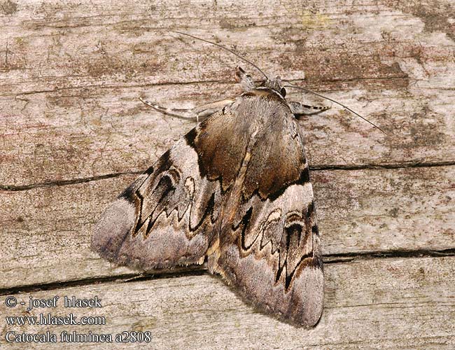 Catocala fulminea Yellow bands underwing Gelbe Ordensband