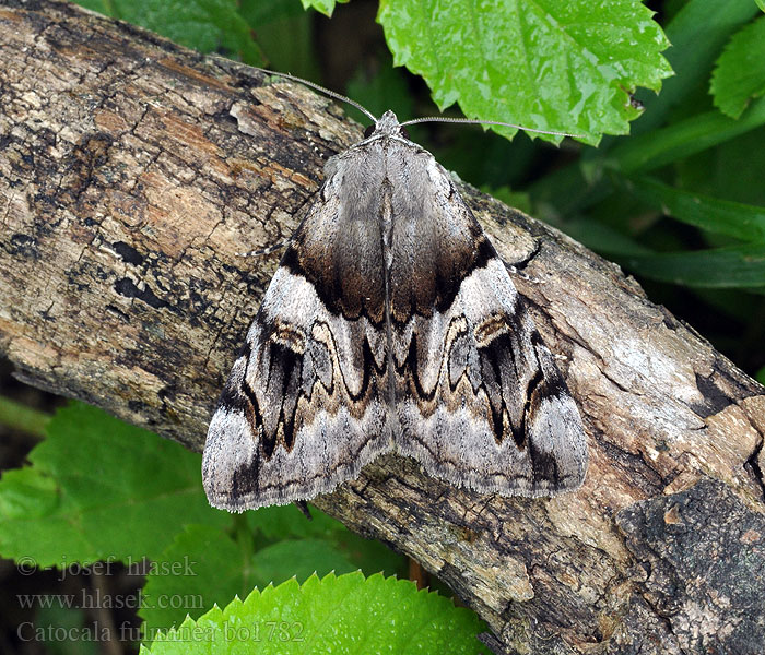 Catocala fulminea Yellow bands underwing