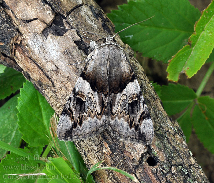 Catocala fulminea Gelbe Ordensband