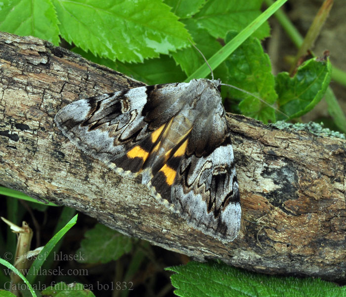 Catocala fulminea Lichénée jaune