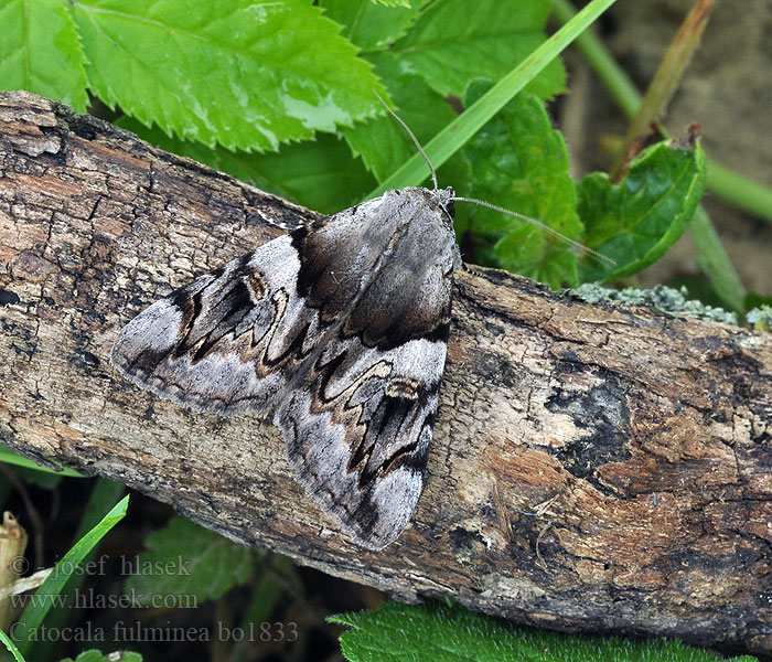 Catocala fulminea Stužkonoska švestková