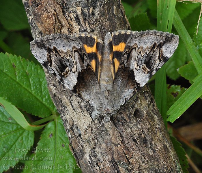 Catocala fulminea 광대노랑뒷날개나방