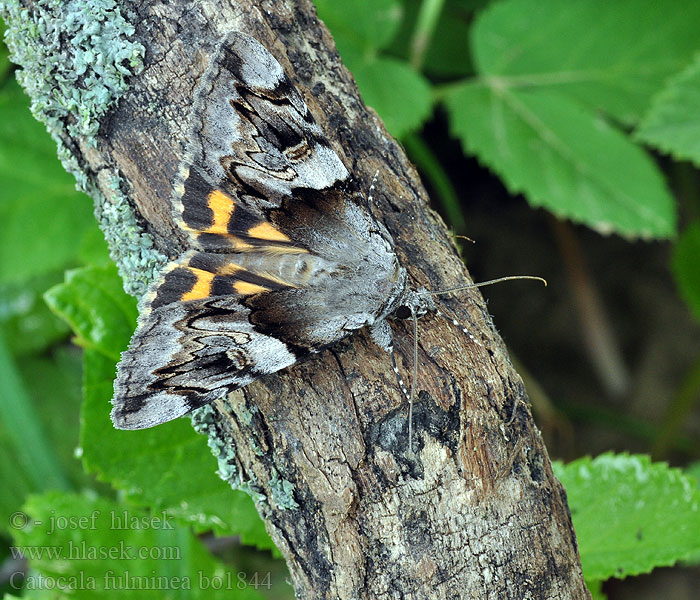 Catocala fulminea ワモンキシタバ Wstęgówka śliwica