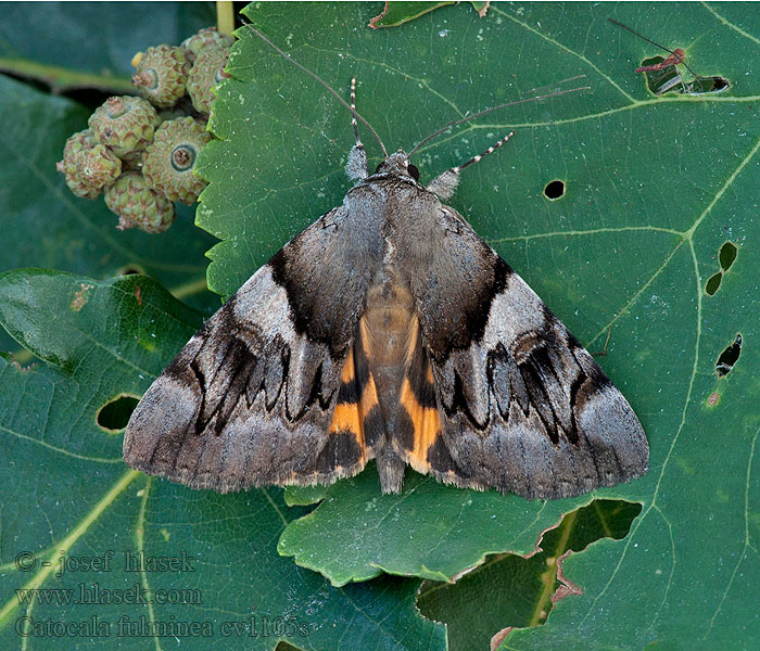 Catocala fulminea