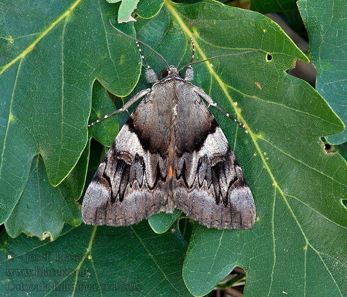 Catocala fulminea