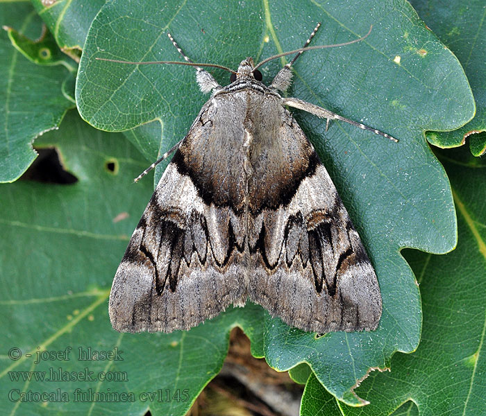 Catocala fulminea