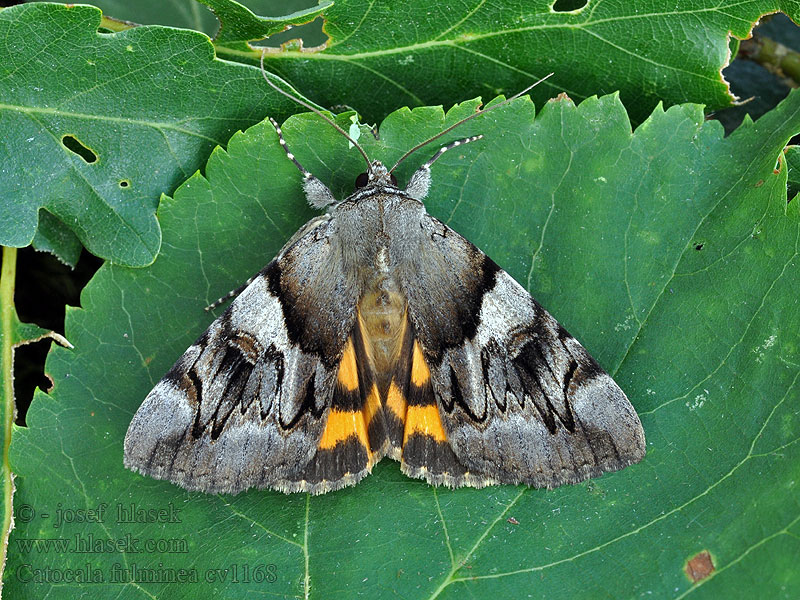 Catocala fulminea