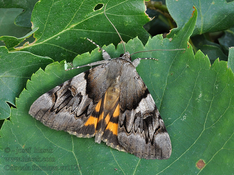 Catocala fulminea